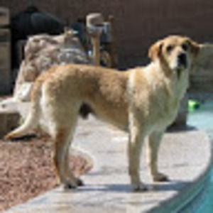 Meet your Posher, Desert